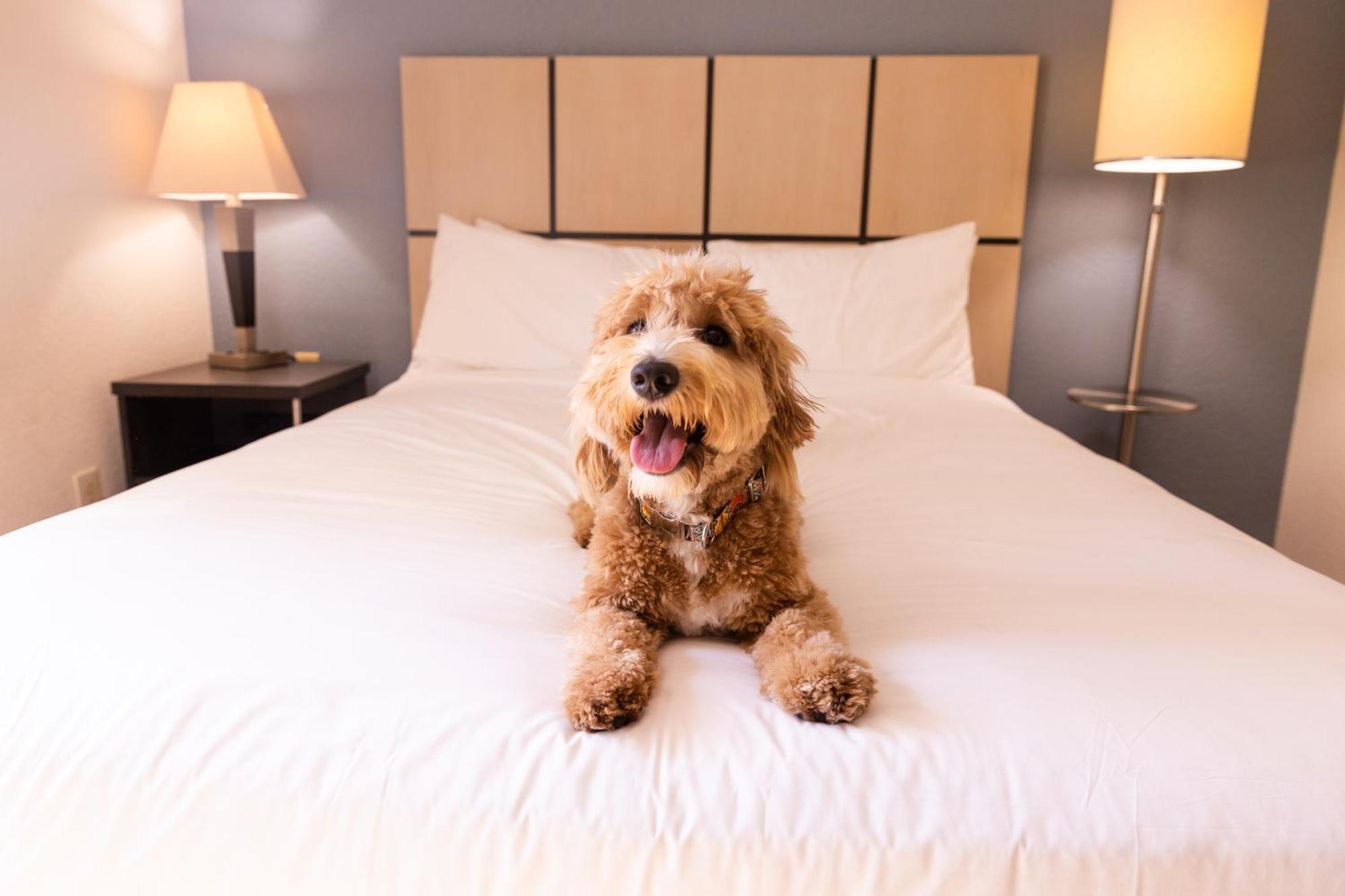 Sonesta ES Suites Memphis Bagian luar foto